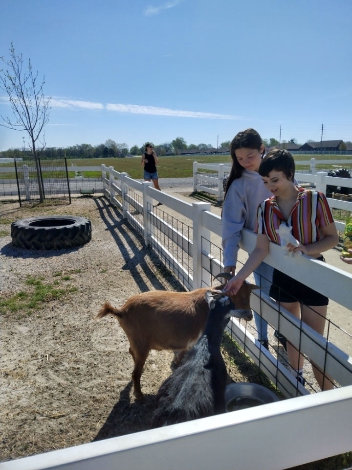 goats